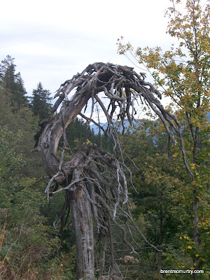 Tree in Ramsau