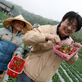 20080126 新竹大湖採草莓
