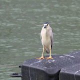 20070618 台北碧潭端午節賽龍舟預備賽