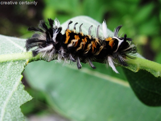 [tufted catapiller[7].jpg]