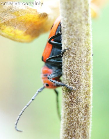 [spotted beetle[7].jpg]