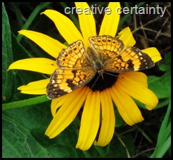 butterfly on black eye susan copy