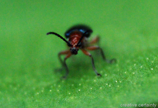 [mystery bug[5].jpg]