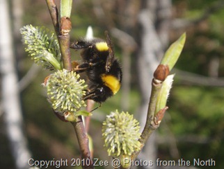 Spring 2010 010