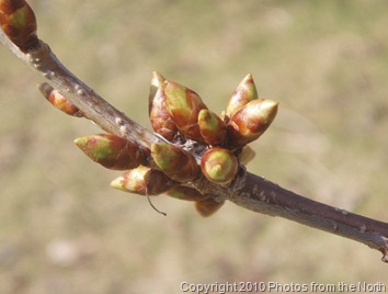 Spring 2010 018