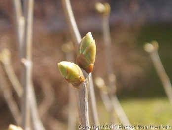 Spring 2010 019