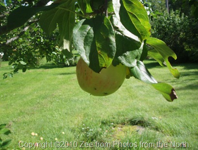 Fall 2010 005