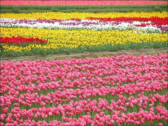 [tulip-fields5[3].jpg]