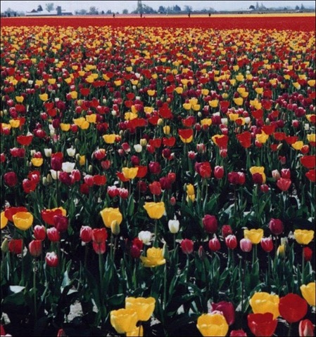 [tulip-fields10[3].jpg]