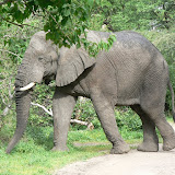 Elephant strolling past Moremi, South Gate.