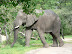 Elephant strolling past Moremi, South Gate.