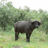 Buffalo in the rain, Xakanaka, Moremi.