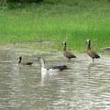 Nice weather for ducks.