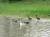 Nice weather for ducks.