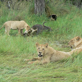 Lion on a buffalo kill at Xakanaka, Moremi.