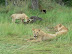 Lion on a buffalo kill at Xakanaka, Moremi.