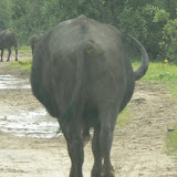 Buffalo roadblock on the road near Xakanaka, Moremi.