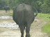 Buffalo roadblock on the road near Xakanaka, Moremi.