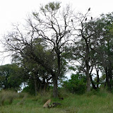 Vultures overlooking lion on a buffalo kill near Xakanaka, Moremi.