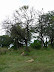 Vultures overlooking lion on a buffalo kill near Xakanaka, Moremi.