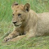 A damp lion cub in the rain near Xakanaka, Moremi.