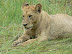 A damp lion cub in the rain near Xakanaka, Moremi.