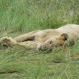 Lion cub relaxing.