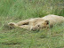 Lion cub relaxing.