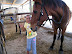 My horse.
