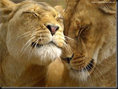 leões amor
