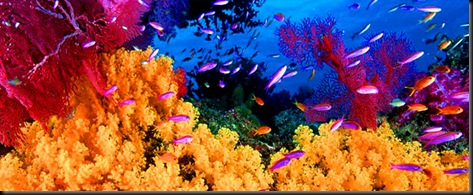 recifes-de-coral-do-caribe recifes-de-coral-do-caribe