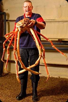 caranguejo-gigante-crabzilla caranguejo-gigante-crabzilla