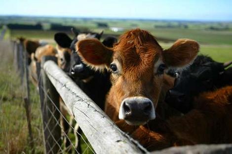 [cattle Animal ID Systems[3].jpg]