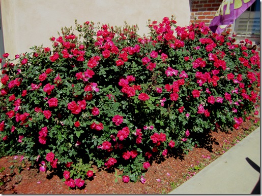 IMG_0008 IMG_0008