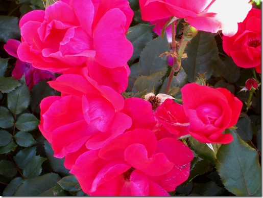 IMG_0064 IMG_0064