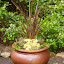 laurieann's Front Entry Pot garden