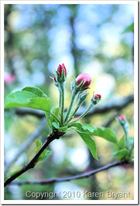 appletrees2_sm