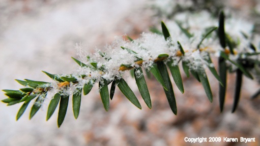 [snowtwig_sm[8].jpg]
