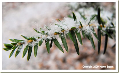 snowtwig_sm