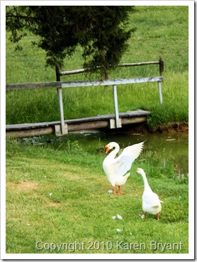 geese_sm