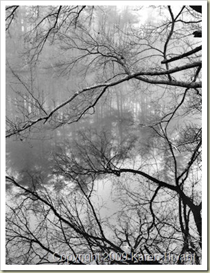 laketree_bw_sm