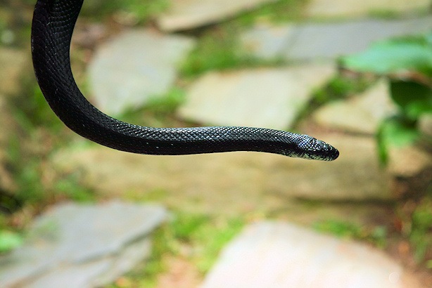 [kingsnake1_sm[9].jpg]