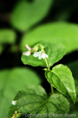 [whiteflower_sm[7].jpg]