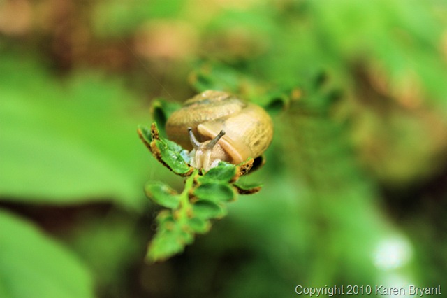 [snail1_sm[7].jpg]