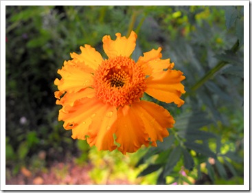 yellowflower_sm