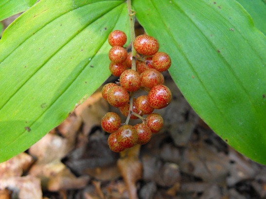 [berries_sm[6].jpg]