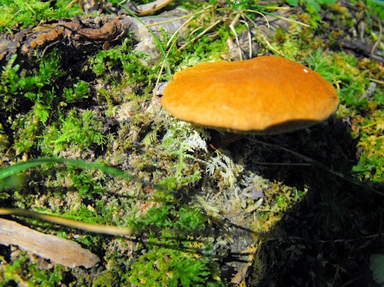 [mushroom_sm[11].jpg]