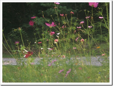 flowers1_sm