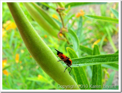 bug_sm