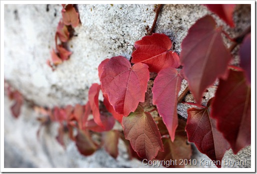 redleaves2_sm